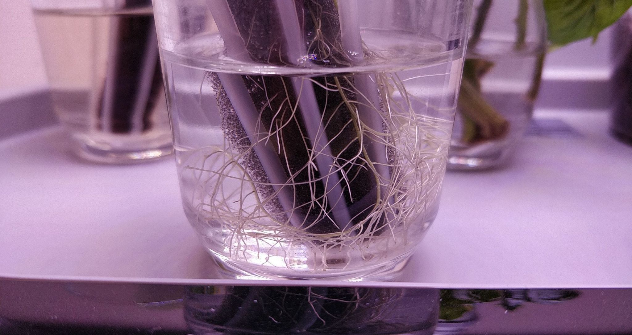 Update #1: I moved two seedlings that I had in a sponge of air conditioner weatherseal into a Sprout today. They were overd…