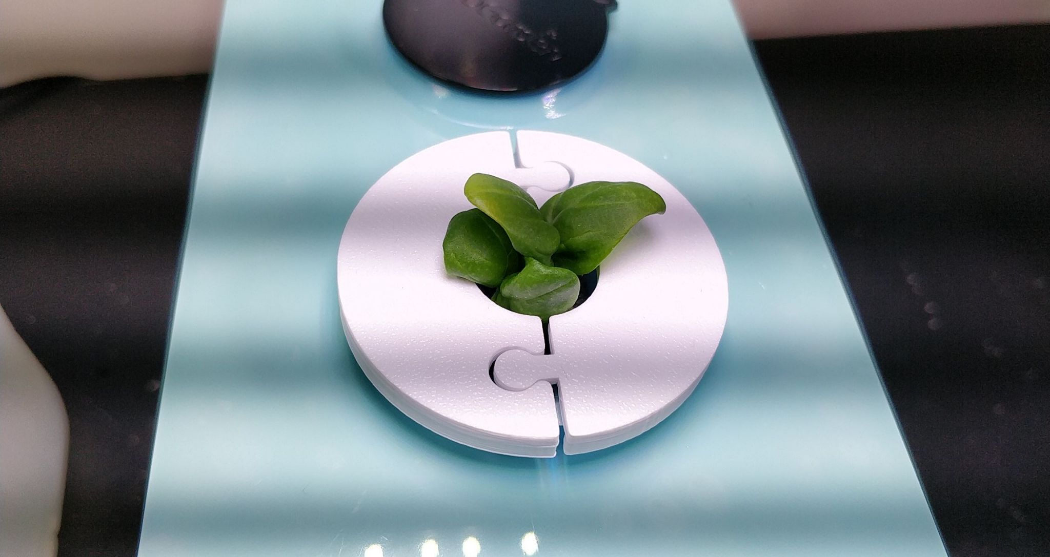 Update #1: I moved two seedlings that I had in a sponge of air conditioner weatherseal into a Sprout today. They were overd…