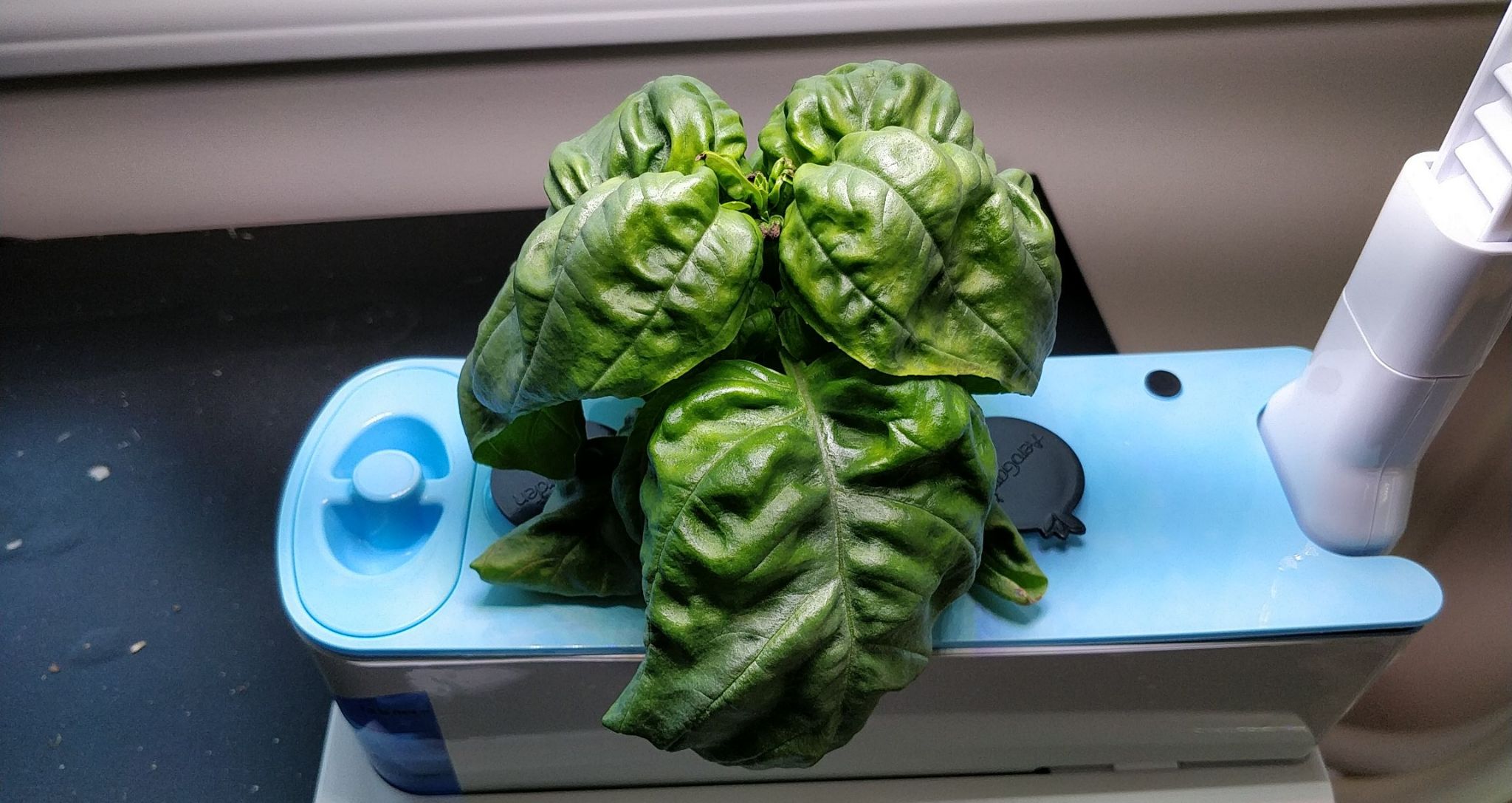 Sweet Italian Basil in an AeroGarden Sprout with One Nutrient Dose