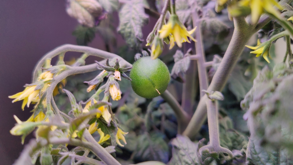 Update #7: There is now one tomato, more coming soon. Added 6ml of nutes!