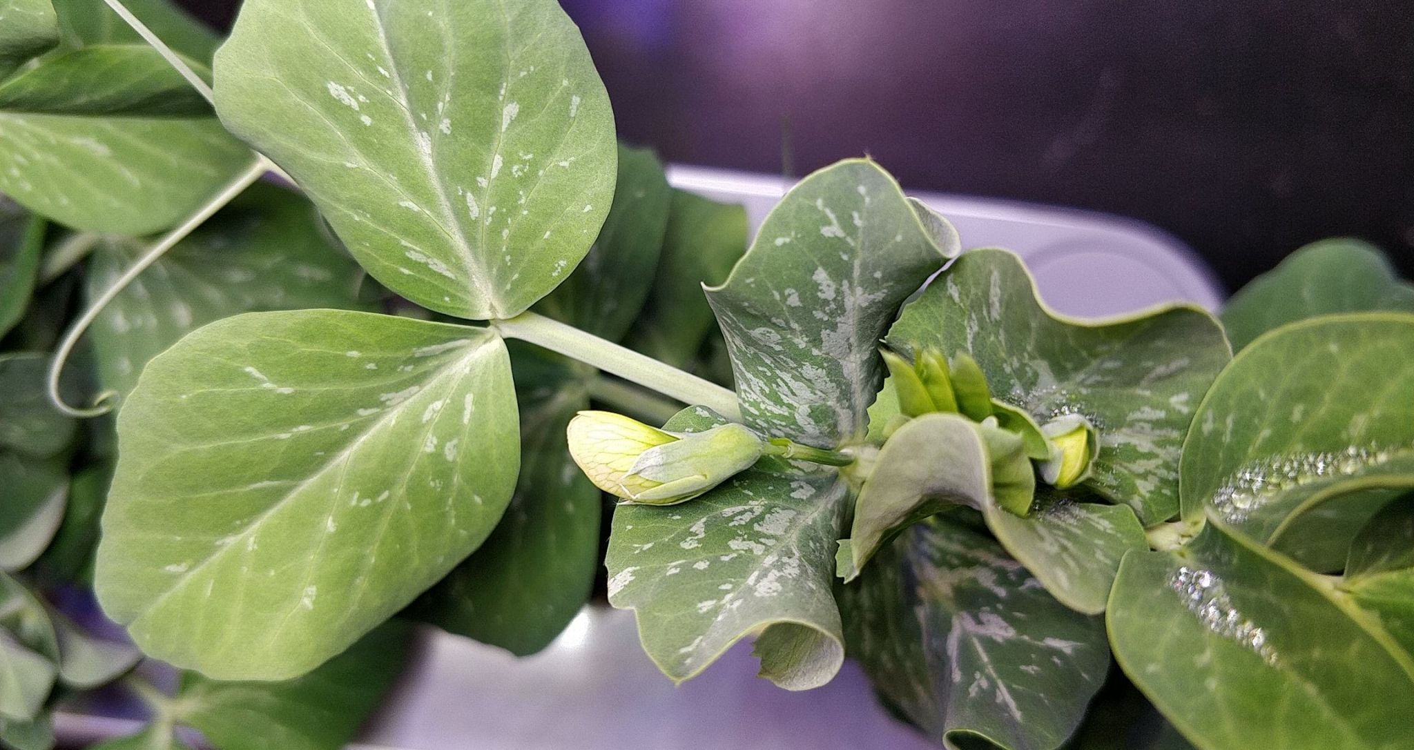 Update #6: First sign of flowers!
