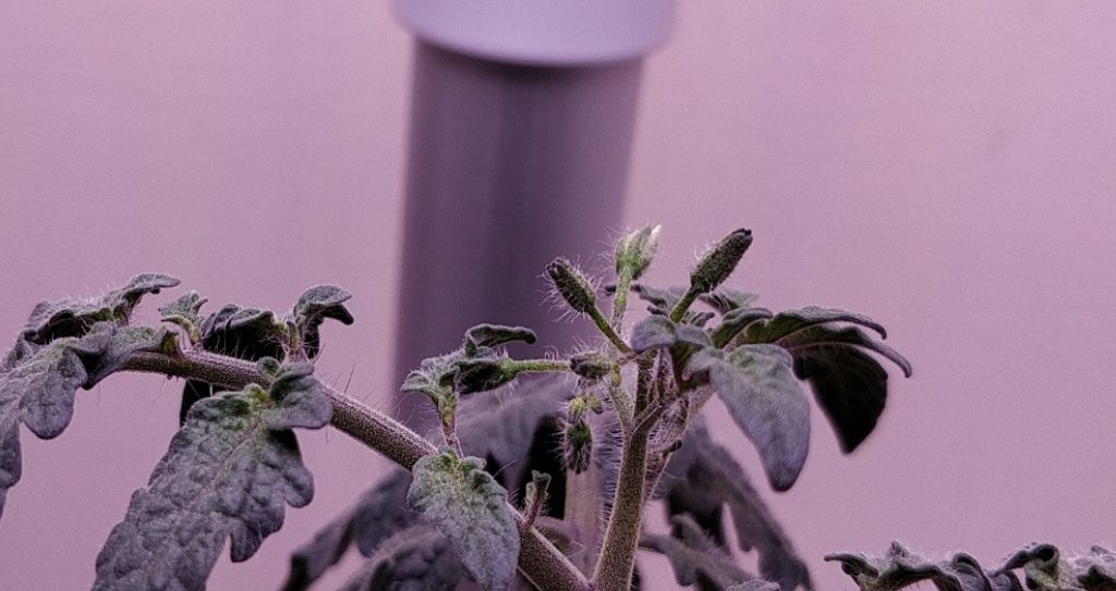 Update #6: I see flower buds!