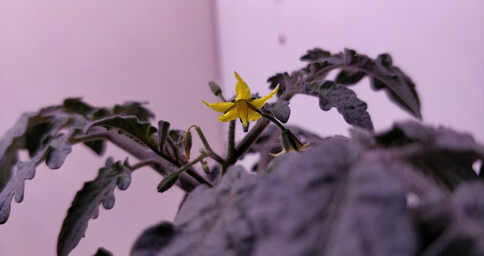 Update #7: I spy two flowers!