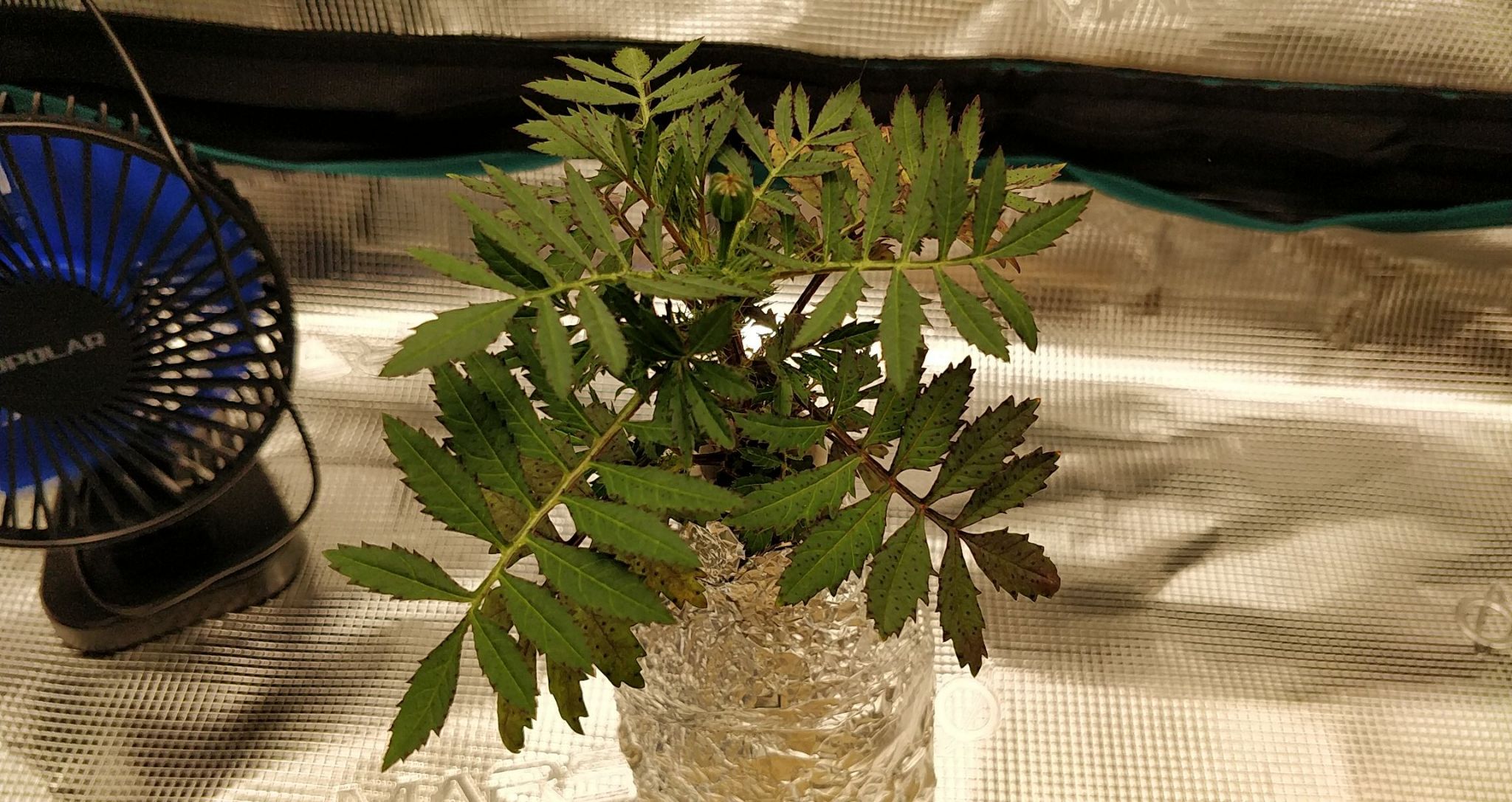 Update #5: The flower will be open soon! I'll try to grab a picture as soon as I see it open.The Kratky plant is also start…