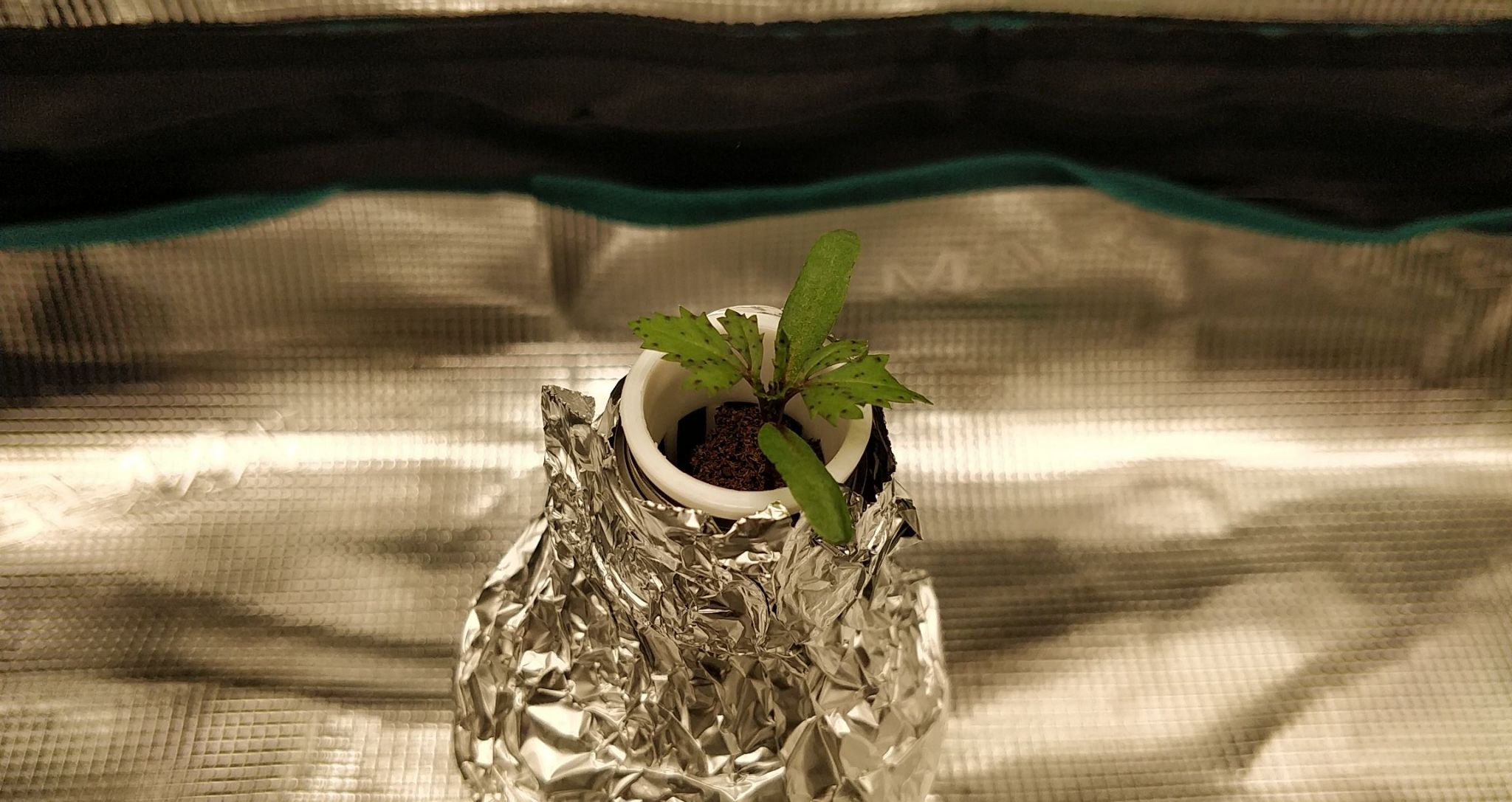 Update #2: So far this is going well, although the purple has me worried that the nutes aren't being released from this pod…