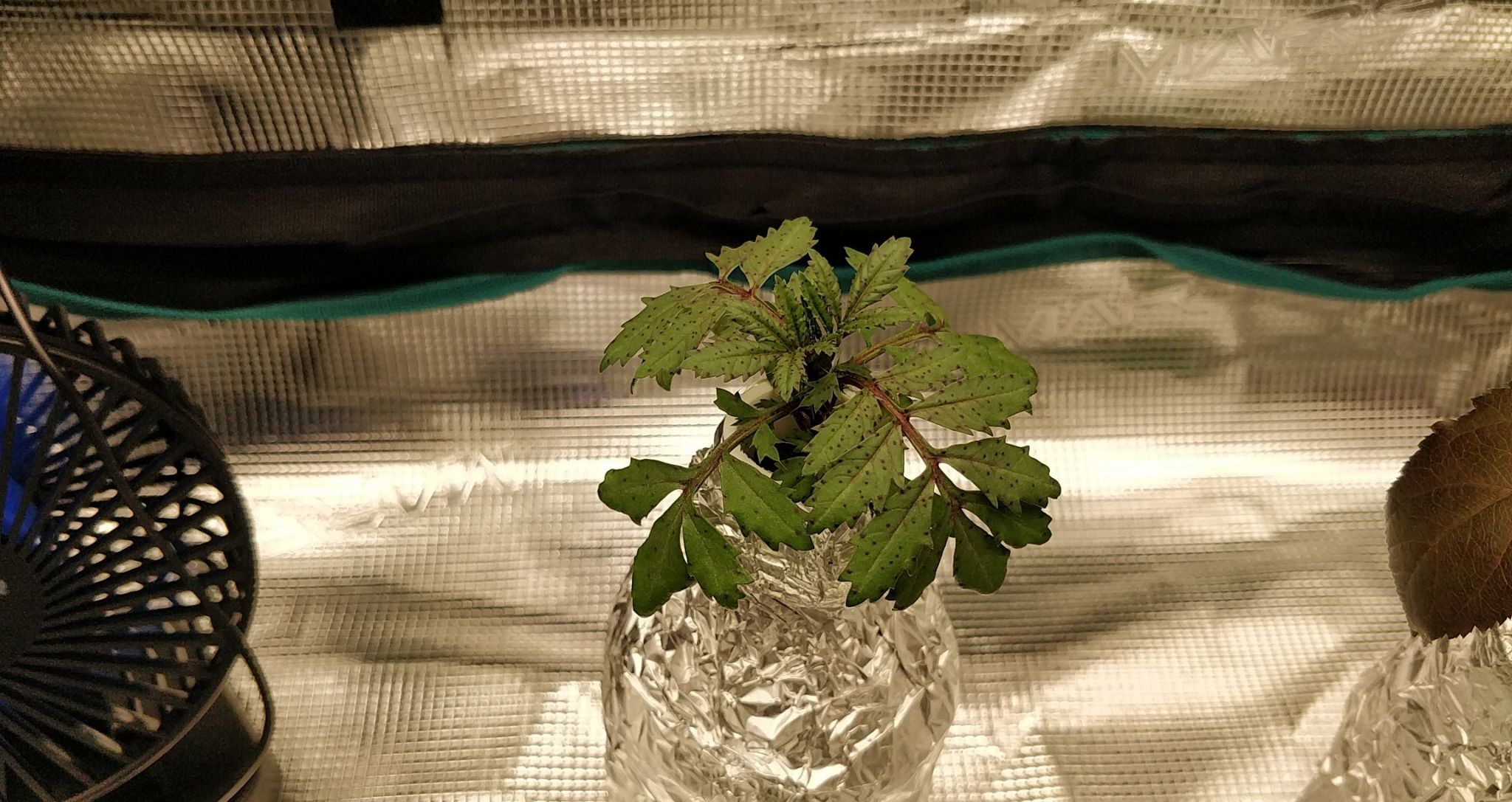 Update #3: I think it's safe to say that this part of the kit was missing the nutrients for some reason. I've topped the bo…