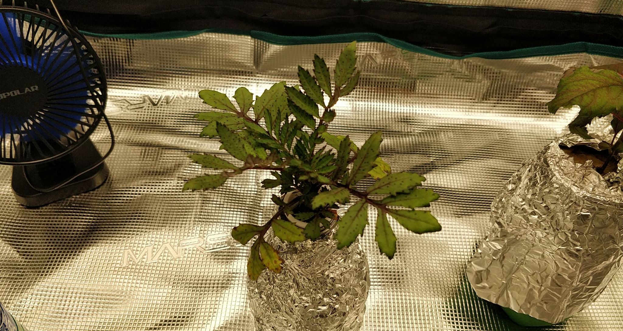 Update #4: I think the bottle garden plant is flowering earlier than the Kratky plant because of stress.