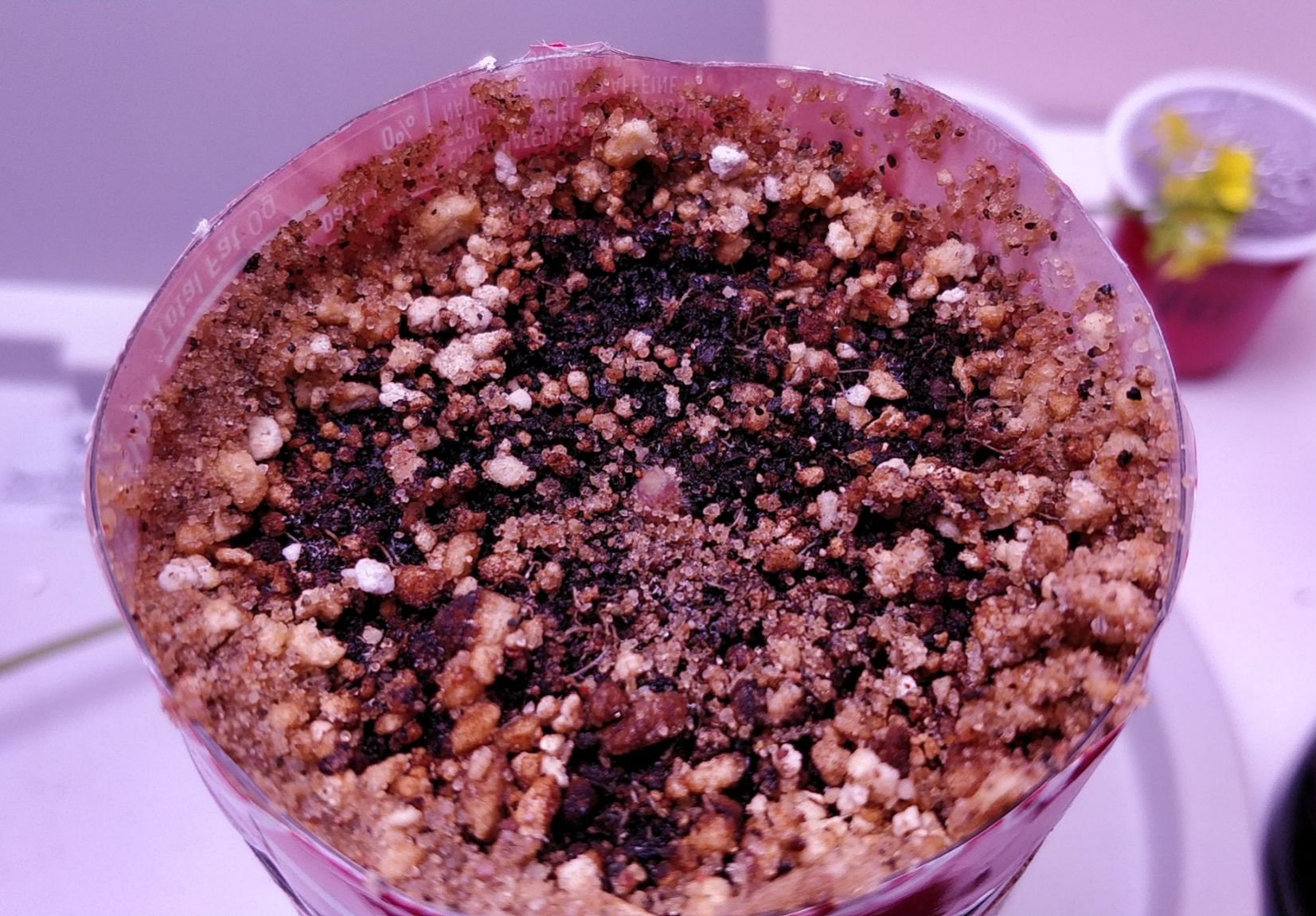 Update #7: For an experiment (and especially given the unconventional seed source), I would consider this a success! I've c…