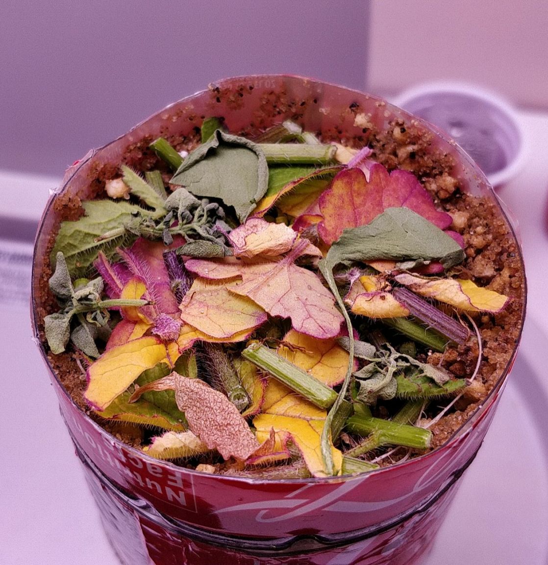 Update #7: For an experiment (and especially given the unconventional seed source), I would consider this a success! I've c…