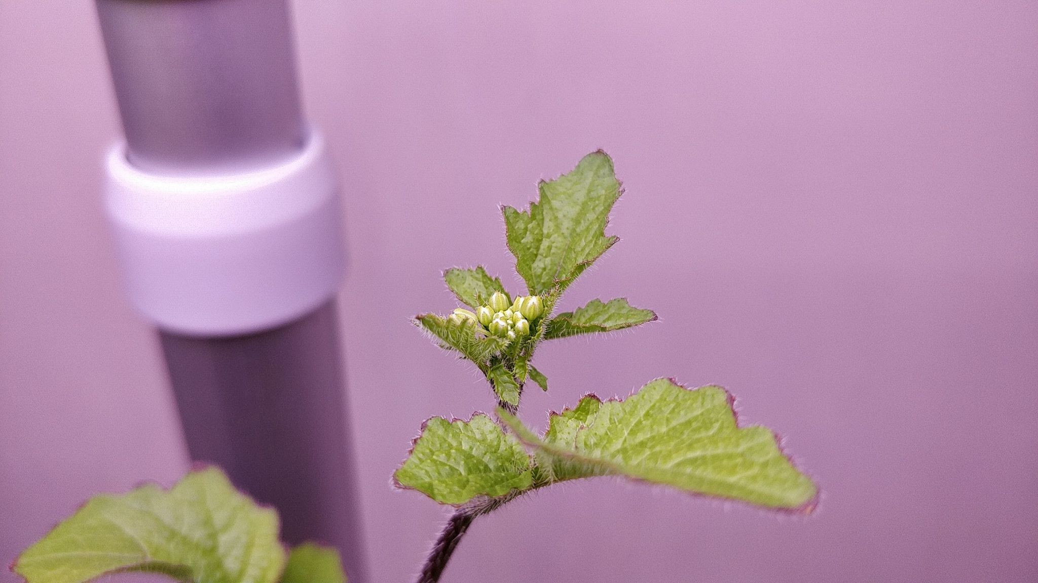 Update #5: Flowers coming soon!