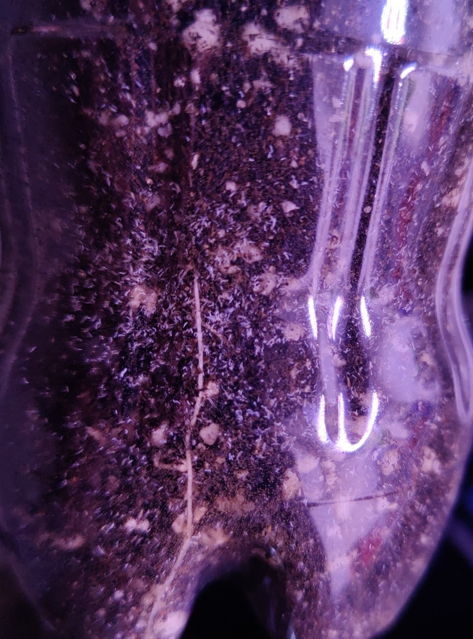 Update #5: I may have finally found a way to grow plants, in soil, without fungus gnats or fertilizer! I will have to keep …