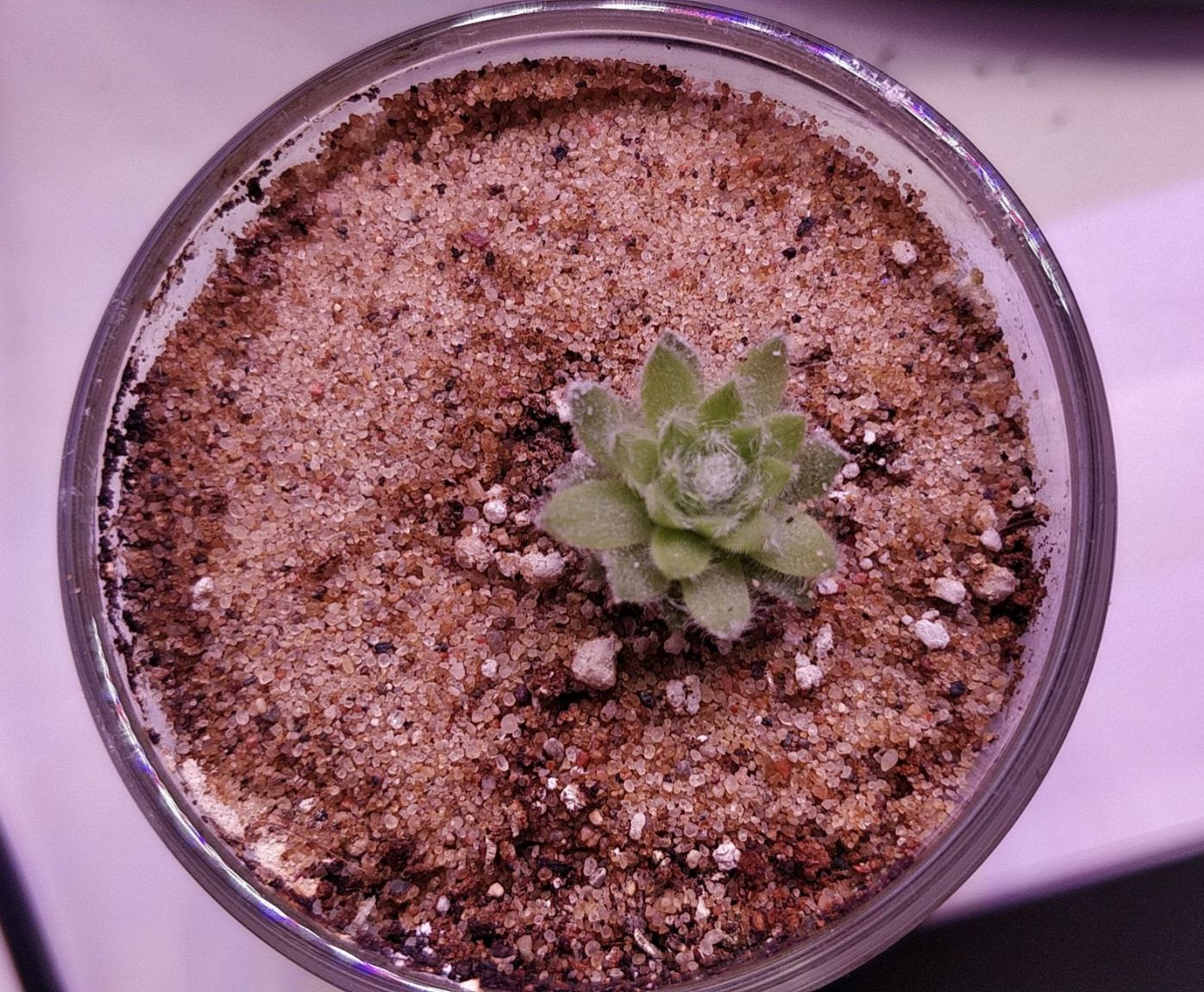 Update #1: Whenever I can, I try to experiment with different materials and plants to see what happens. Some things, like s…