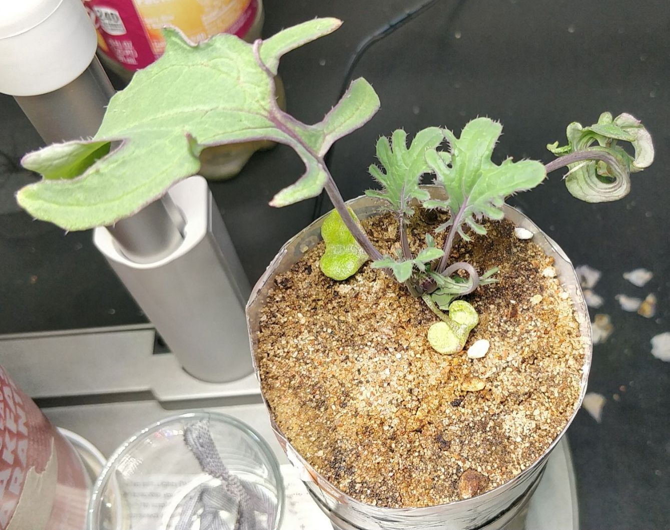 Update #1: Whenever I can, I try to experiment with different materials and plants to see what happens. Some things, like s…
