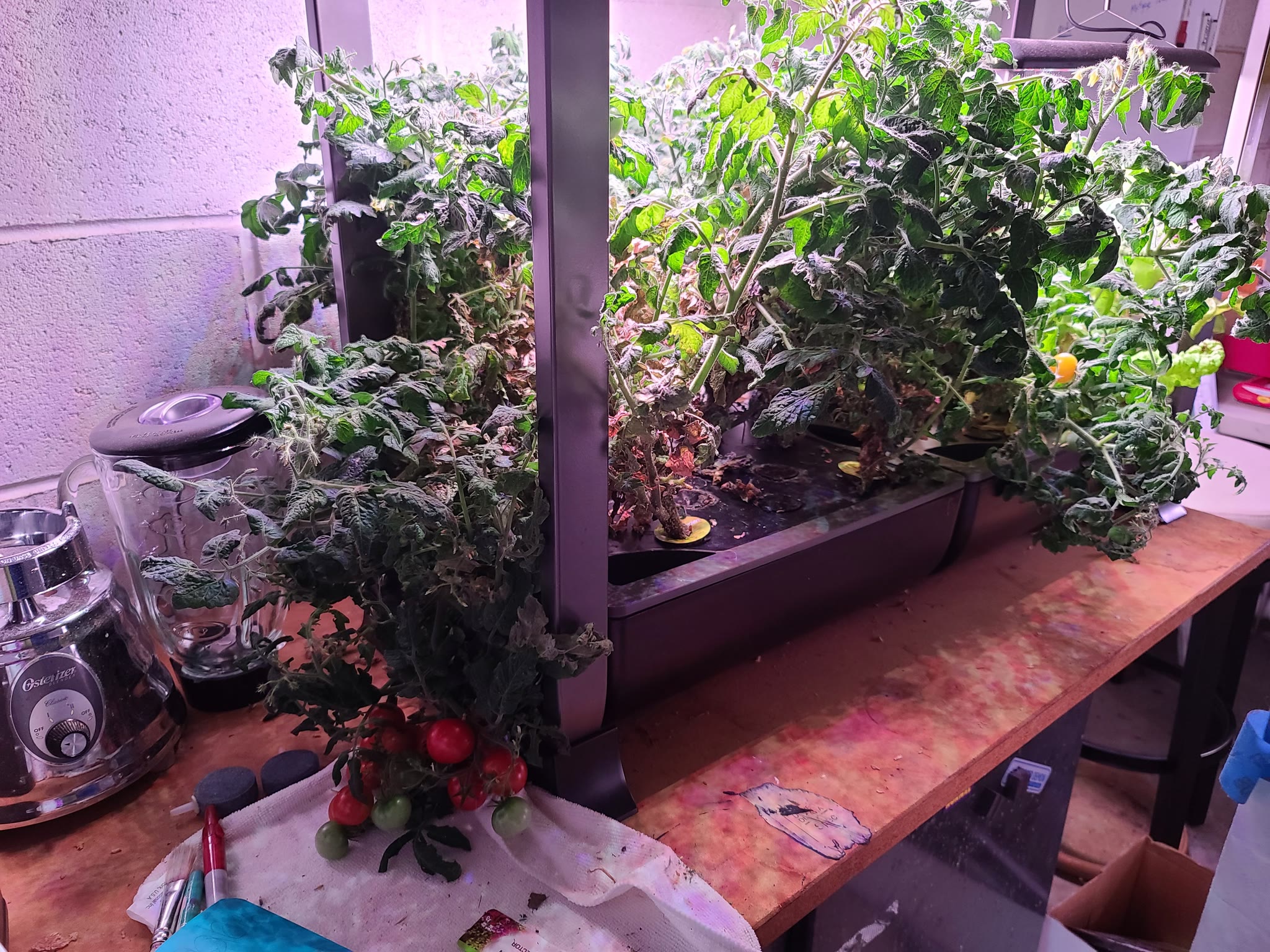 Update #2: I must admit to being somewhat neglectful of my AG tomatoes over the summer, I've been playing with nutrients an…