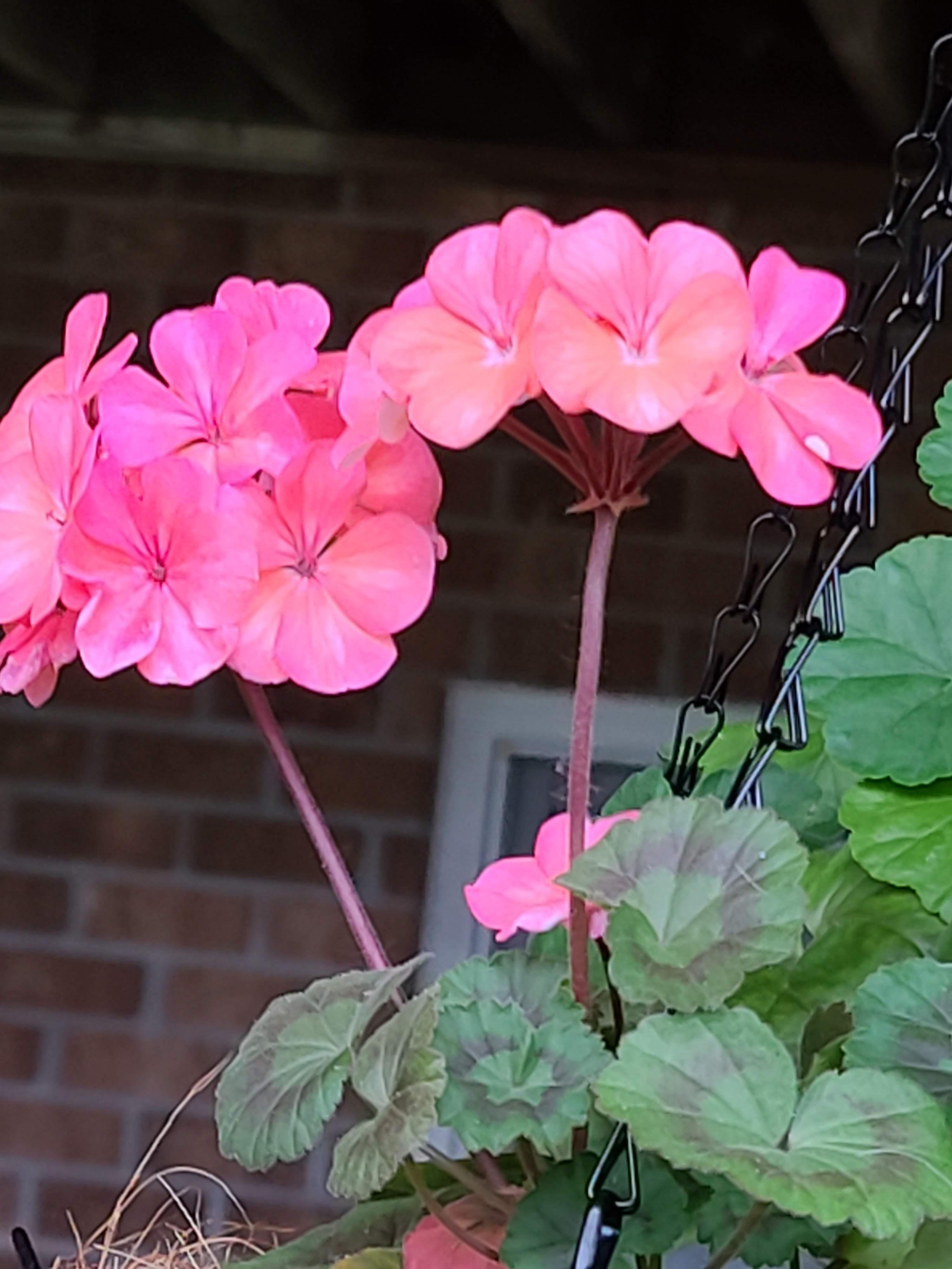 Update #6: I've got blooms, I really love these geraniums!