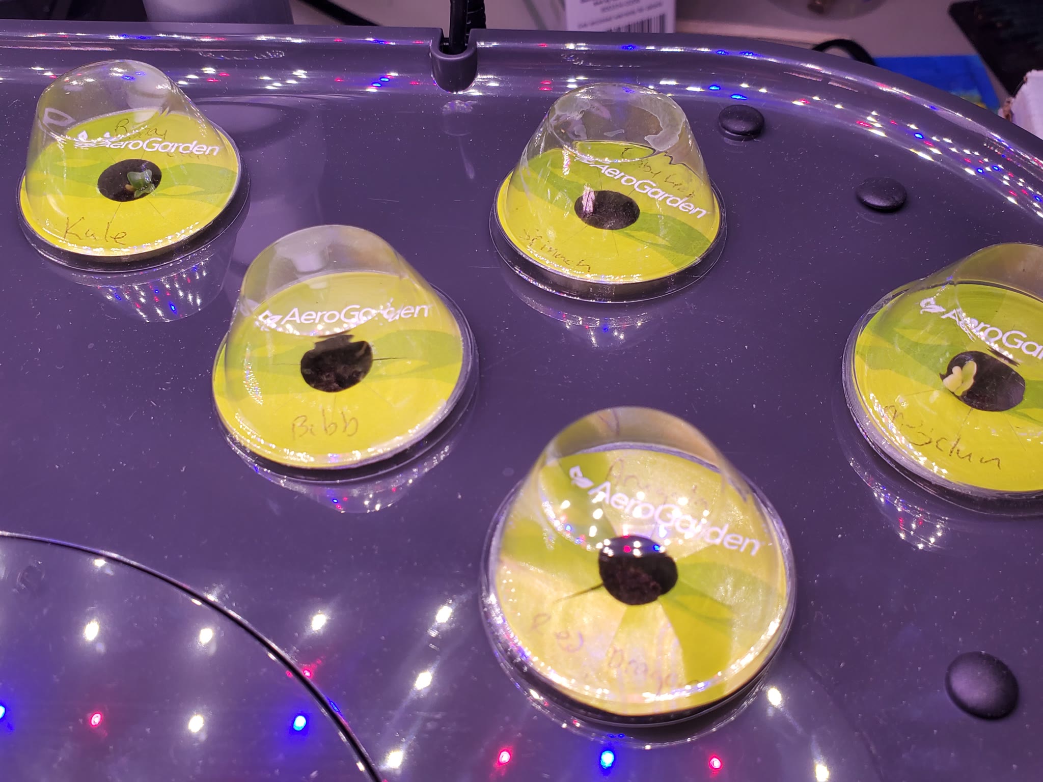 Update #2: Radicchio, Kale and one Mesclun mix have sprouted!Left side:Right side:
