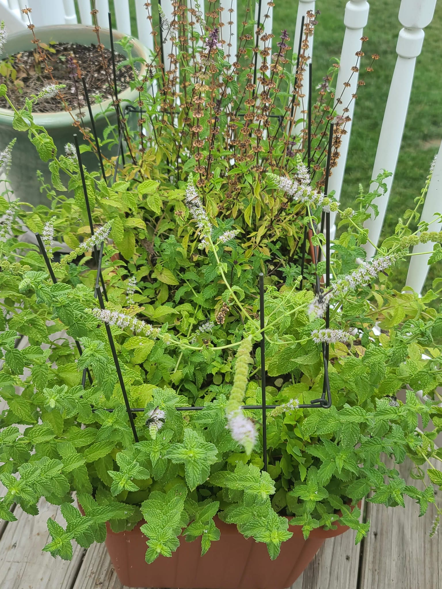 Update #4: Update: these are still going gangbusters on my deck! The mint is blooming and pulling honeybees to the deck, it…