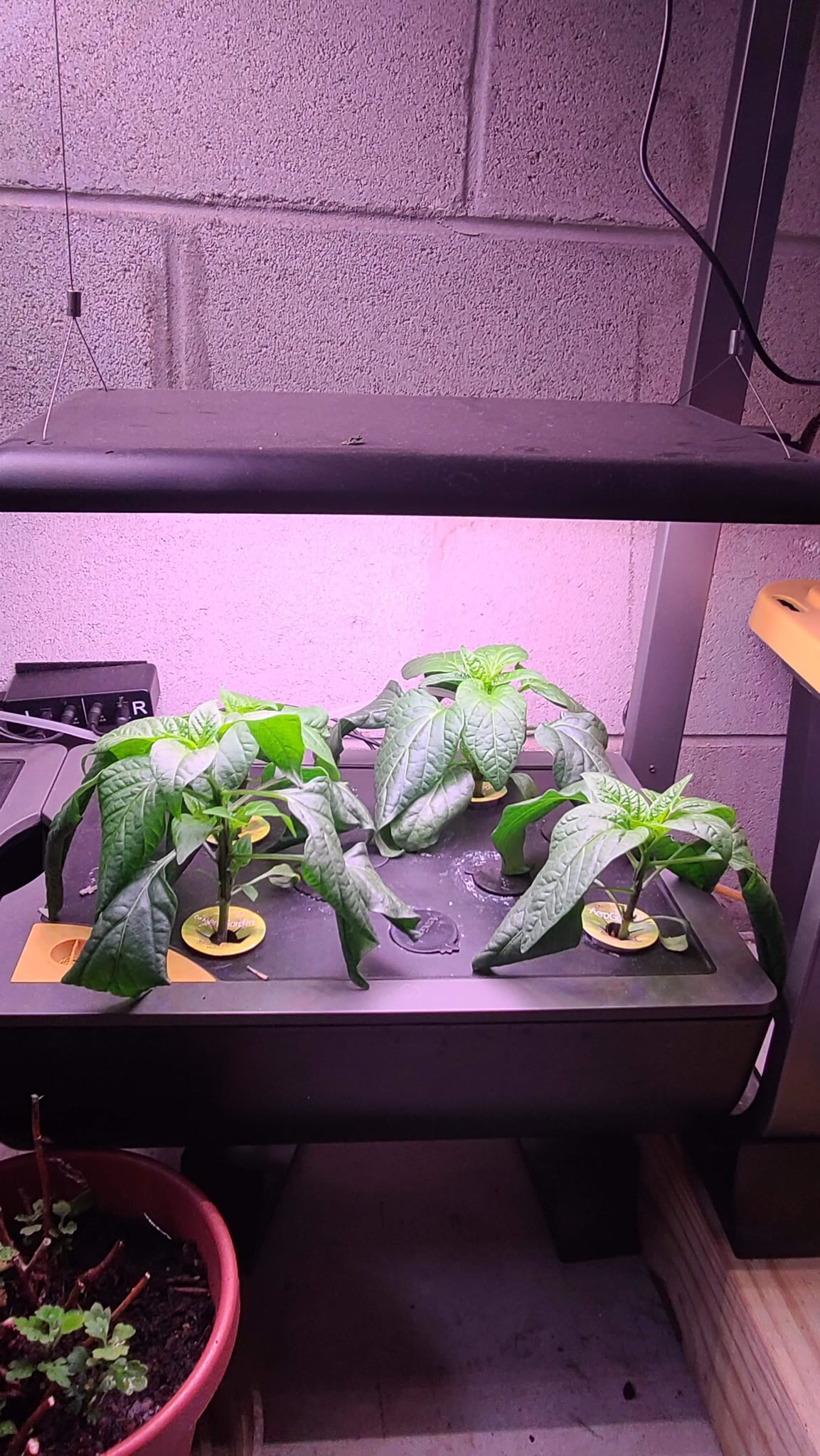 Update #3: I thought I posted when I fed these last, I guess not!Here they are today. Unpruned and looking a little droopy.…