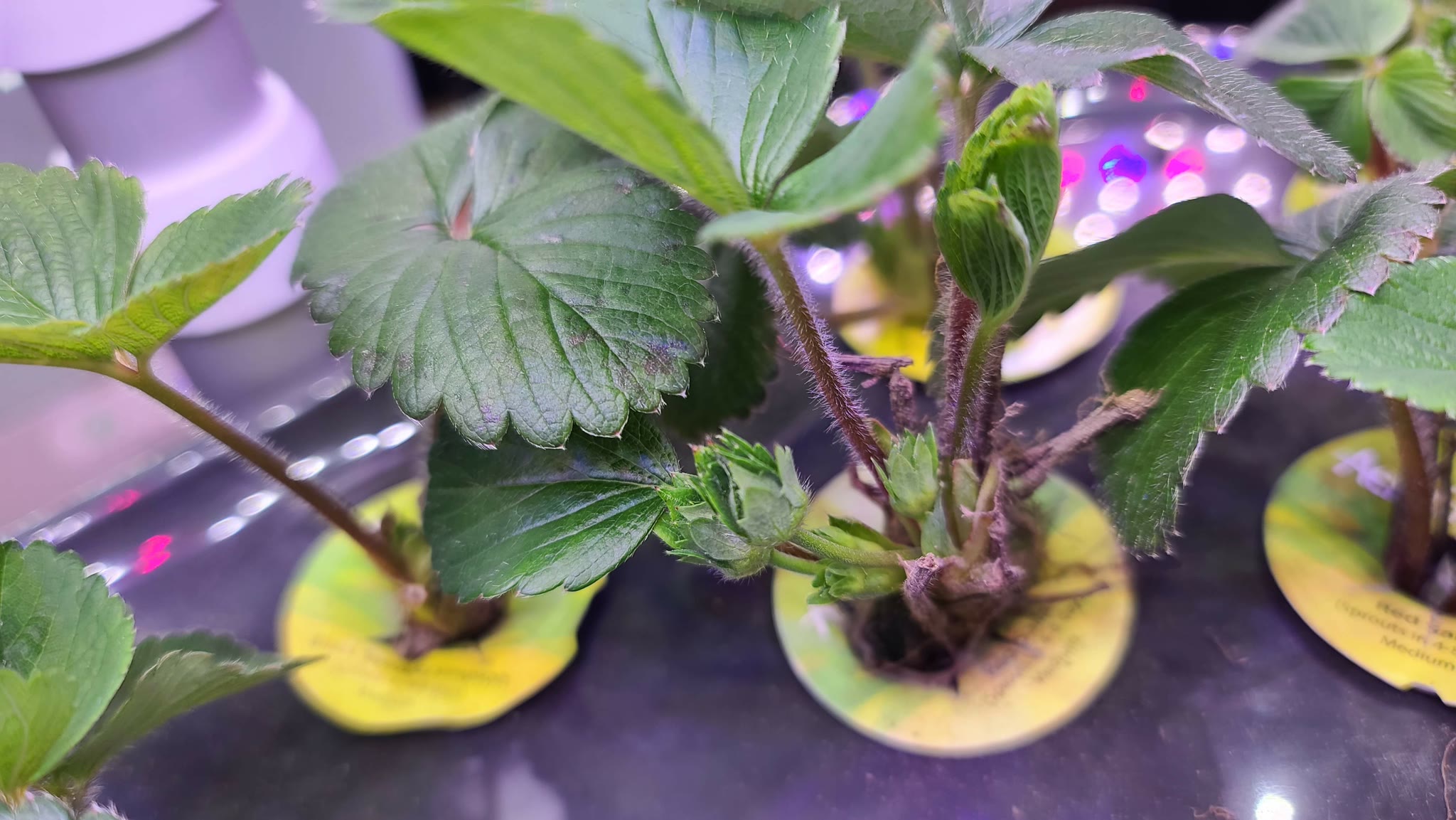 Update #3: Feeding day! 15ml of AG nutes in the Bounty.and looks like fruit soon!