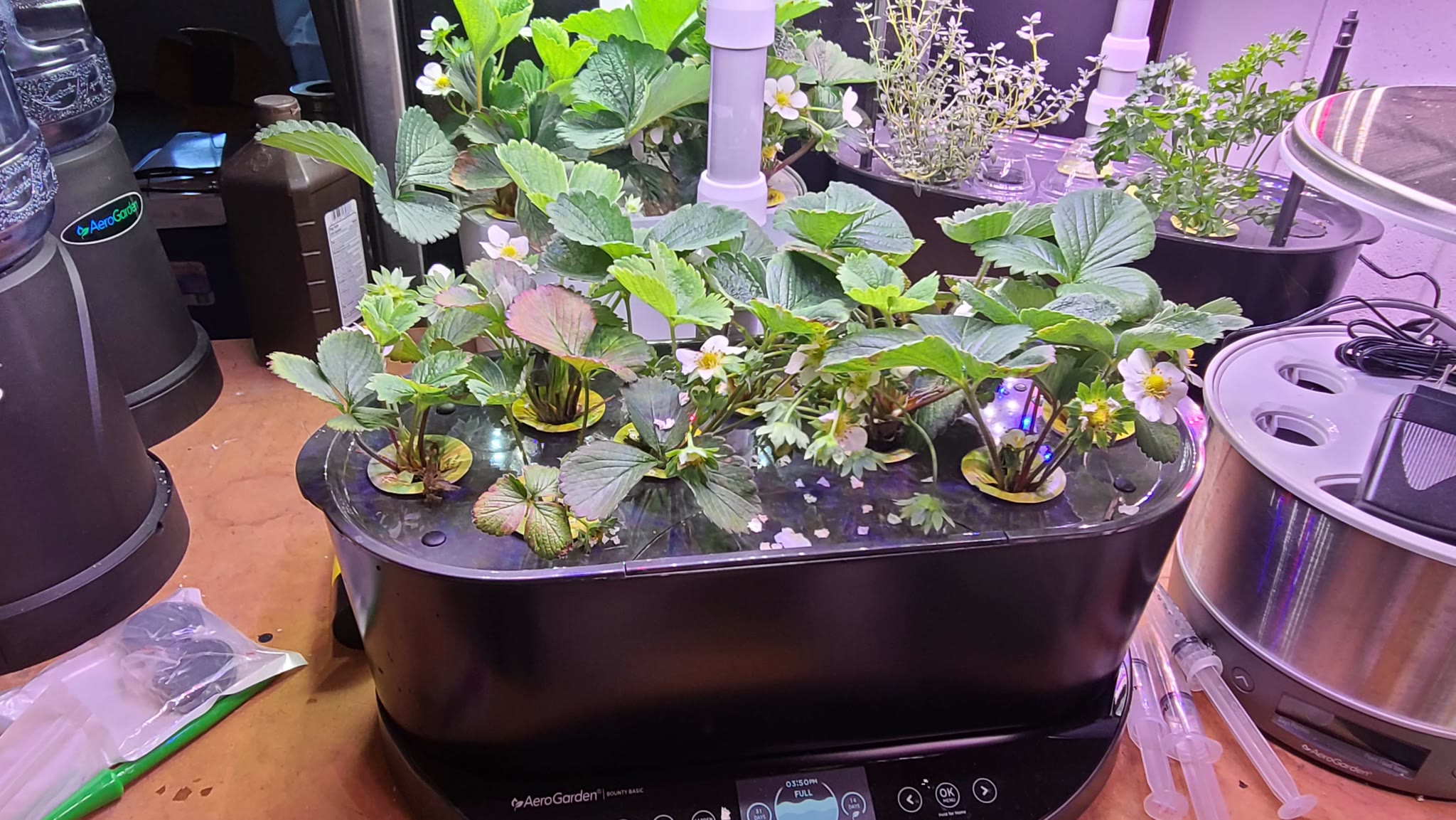 Update #4: I flush/filled and fed today. I used AG nutes and put about 13ml in. EC was right around 1300.The roots are stil…