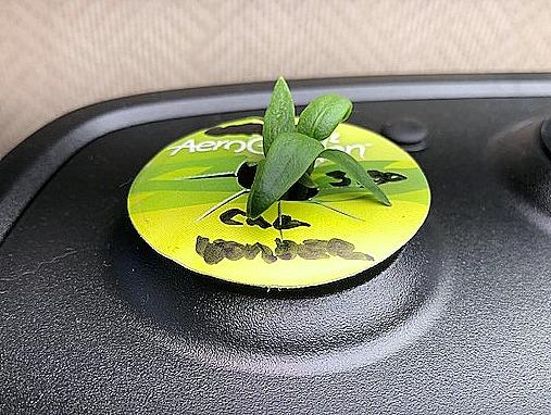 Update #2: So, two days later, I have all three of the California Wonder seeds germinated and sprouted, and still just the …