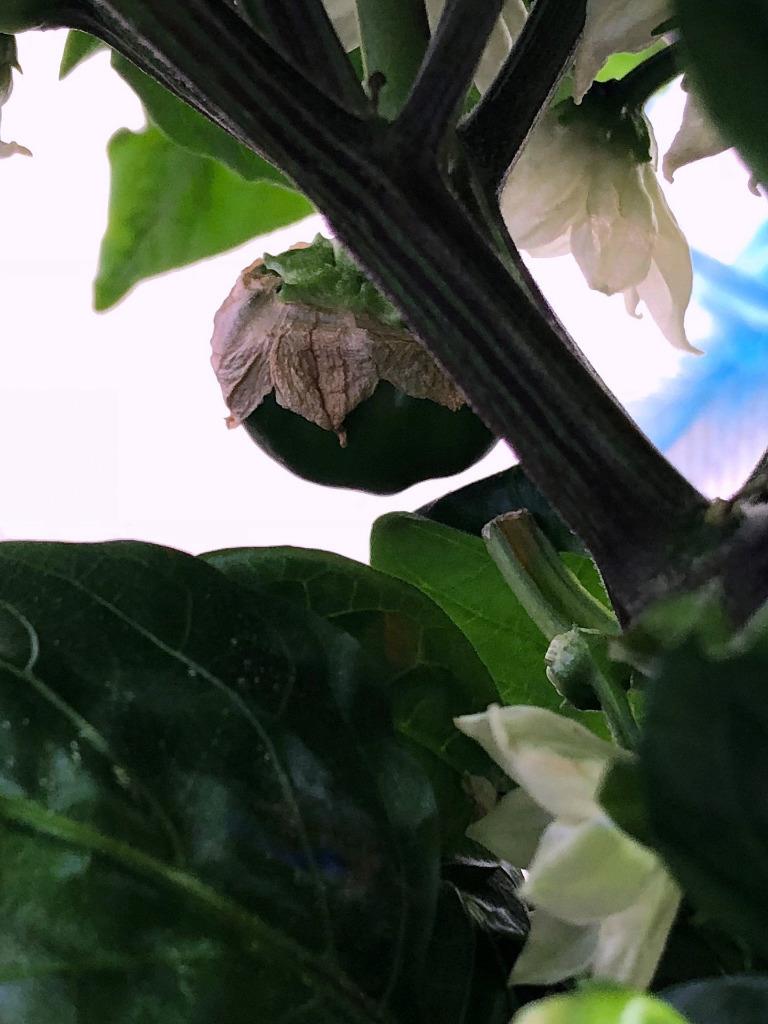 Update #11: Here are some new pics of the TS and CA peppers. They're all over the plants, but the plants are now far too lar…