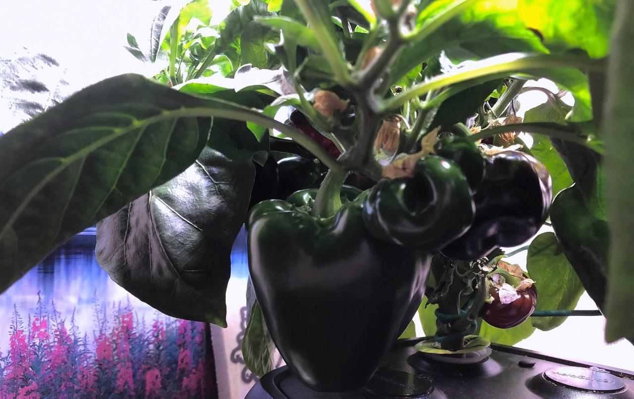 Update #17: Both plant's peppers are starting to really color up. The TS is going like gangbusters! Mostly, really big peppe…