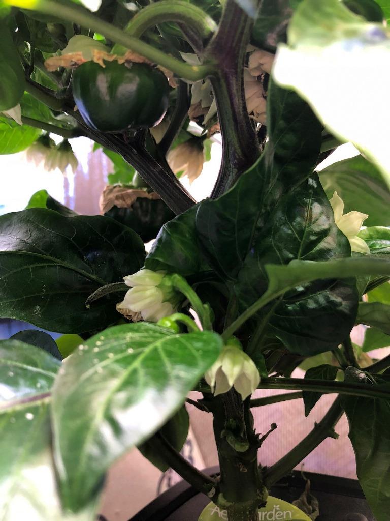 Update #12: I removed some of the larger leaves on the Tequila Sunrise as it's getting really loaded and some are pretty big…