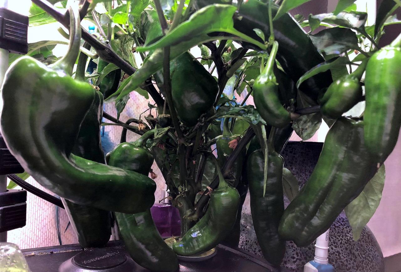 Update #14: Here are a couple images semi up close of the lower portions of the two plants. They're doing great, still formi…