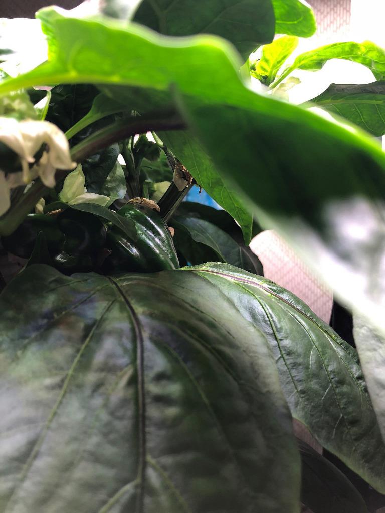 Update #12: I removed some of the larger leaves on the Tequila Sunrise as it's getting really loaded and some are pretty big…