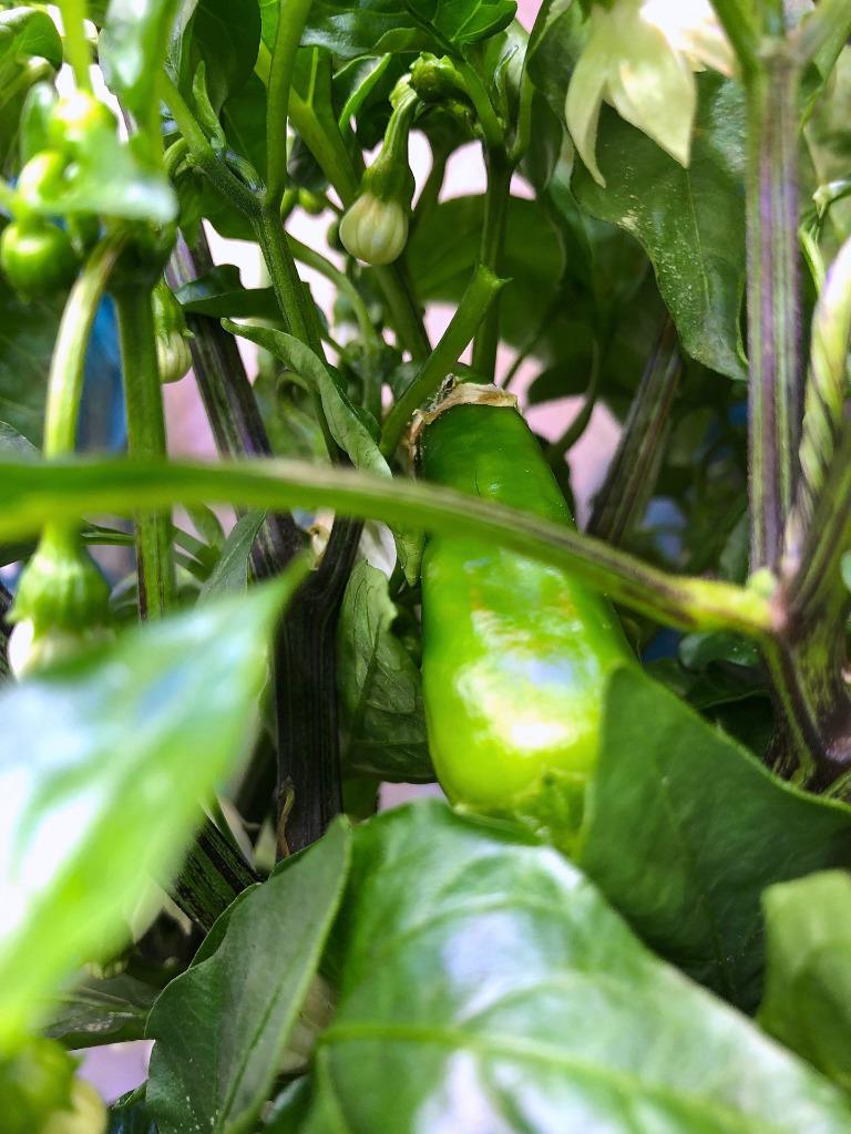 Update #10: Here are my first peppers. The first picture is the beginnings of peppers in the California Wonder They're all o…