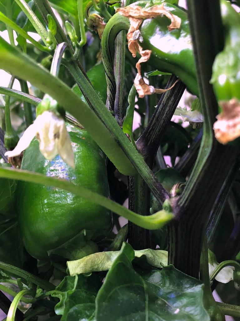 Update #11: Here are some new pics of the TS and CA peppers. They're all over the plants, but the plants are now far too lar…