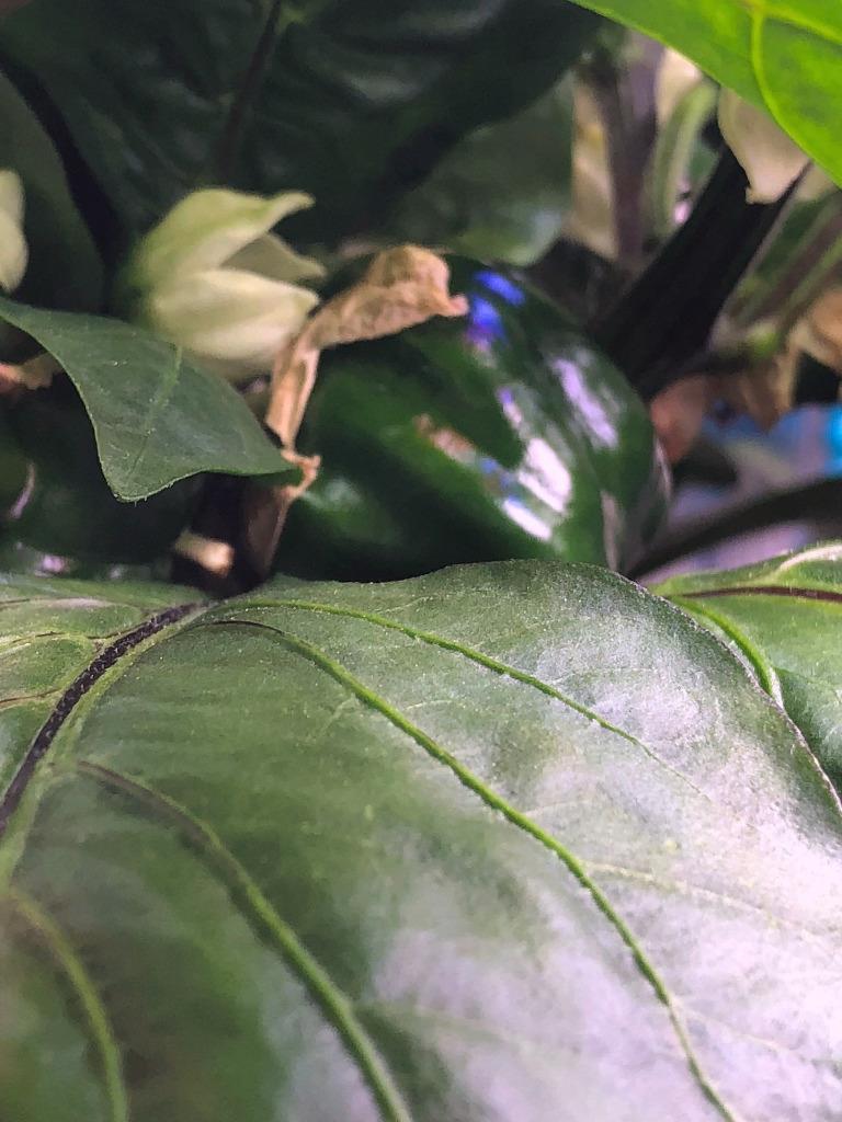 Update #11: Here are some new pics of the TS and CA peppers. They're all over the plants, but the plants are now far too lar…