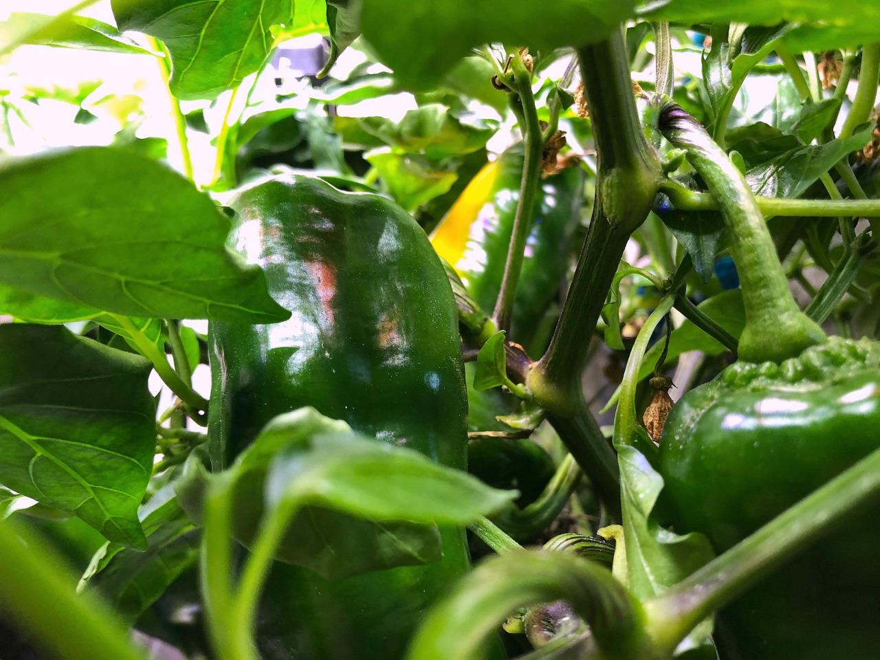 Update #15: Tons of peppers! In the second image, nearly at center, you can see the orange starting on one TS pepper.