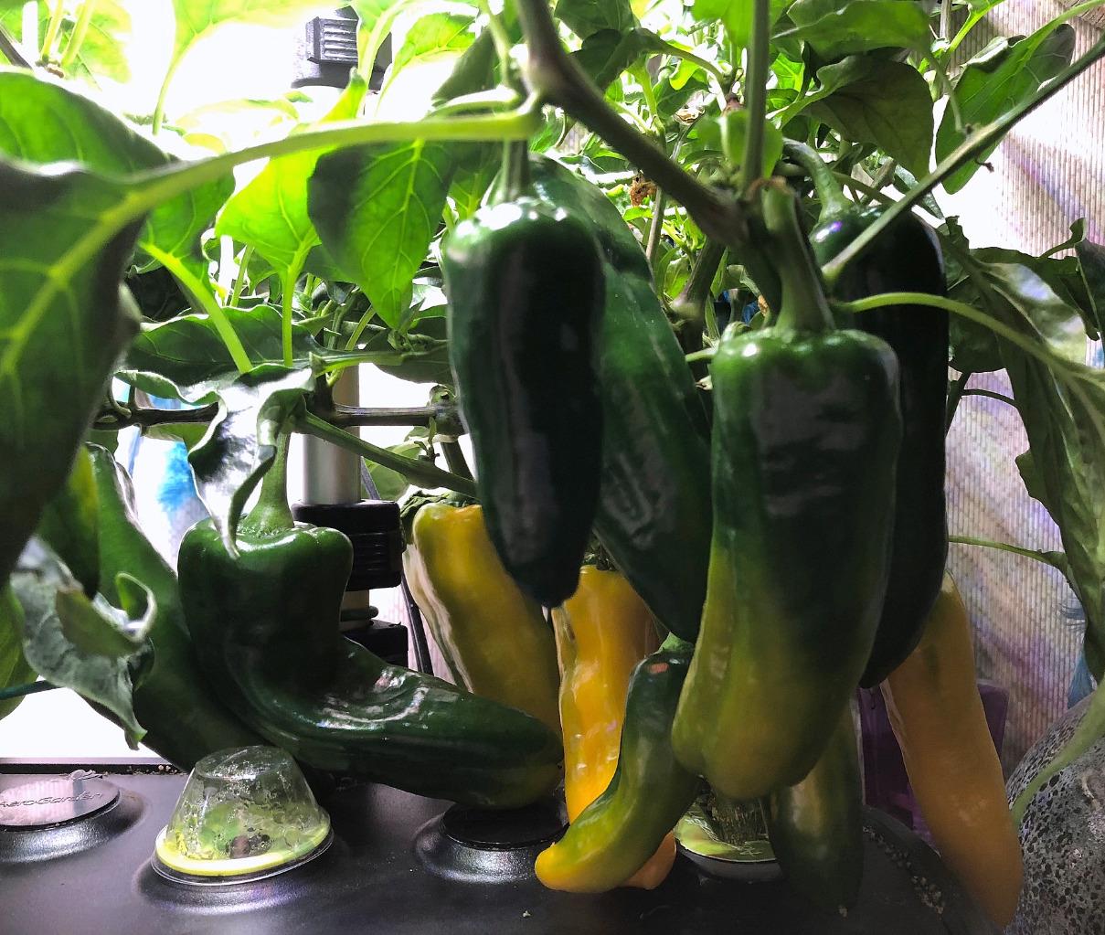 California Wonder and Tequila Sunrise peppers: pruning experiment and repeated harvests