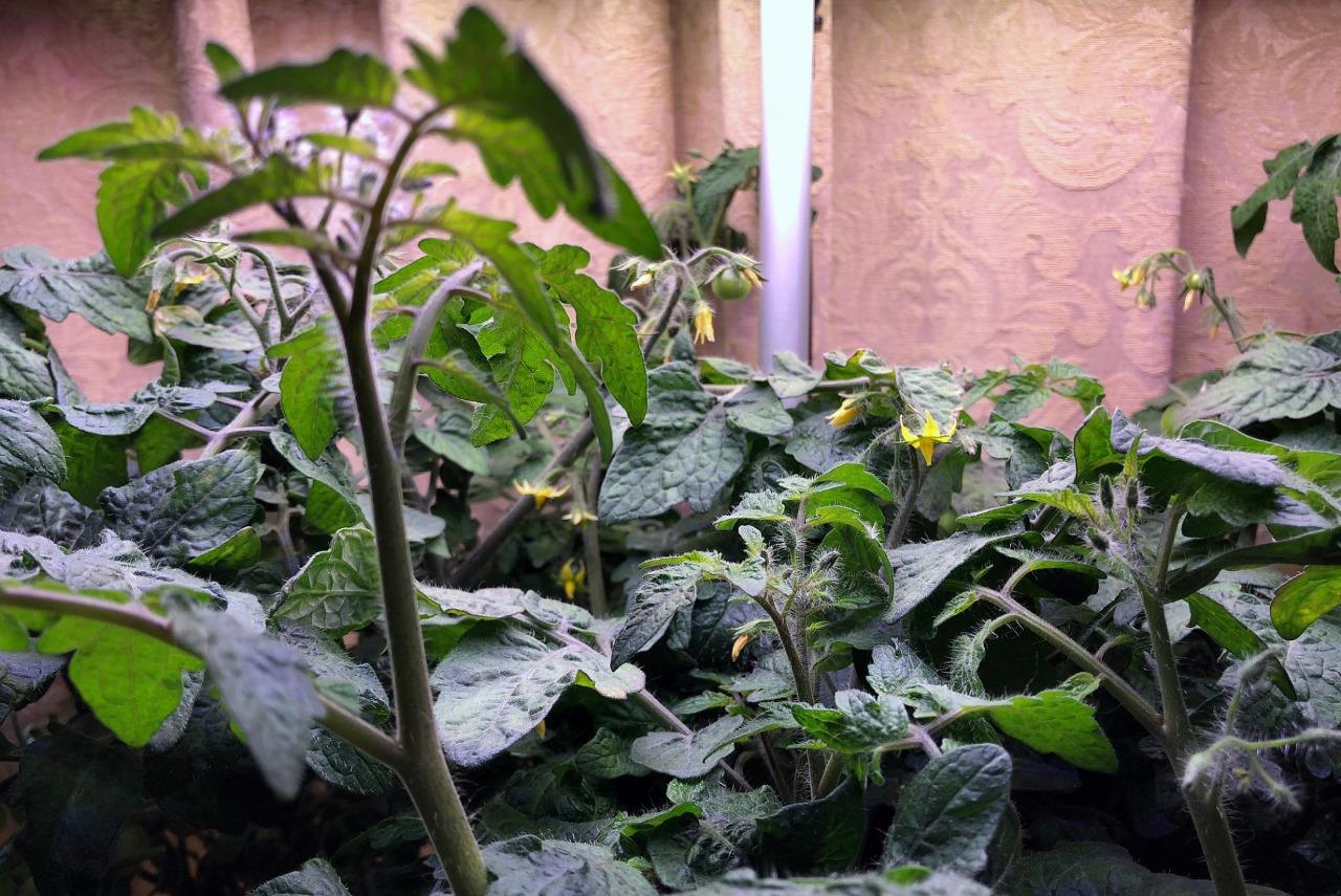 Update #13: Here's a couple updated pics of the blossoms and buds for round two. More bud clusters every day. Taken at an an…
