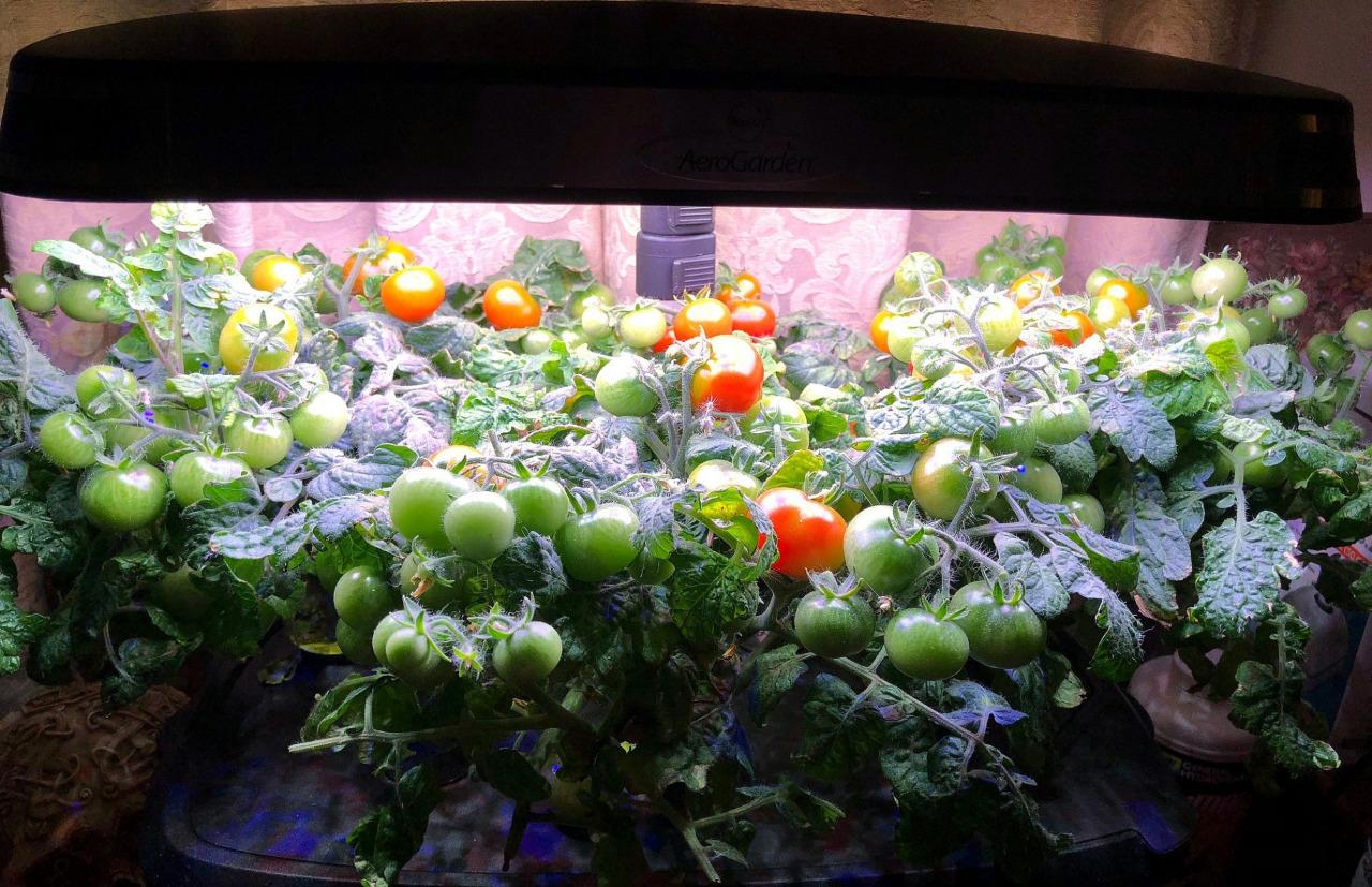 Red Heirloom Cherry Tomatoes: Repeated Indoor Harvests