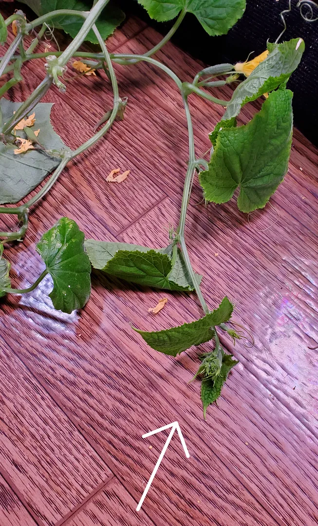 Update #15: This morning, after finding another big, fat cuke, I decided to figure out exactly how the Mini Munch vine grows…