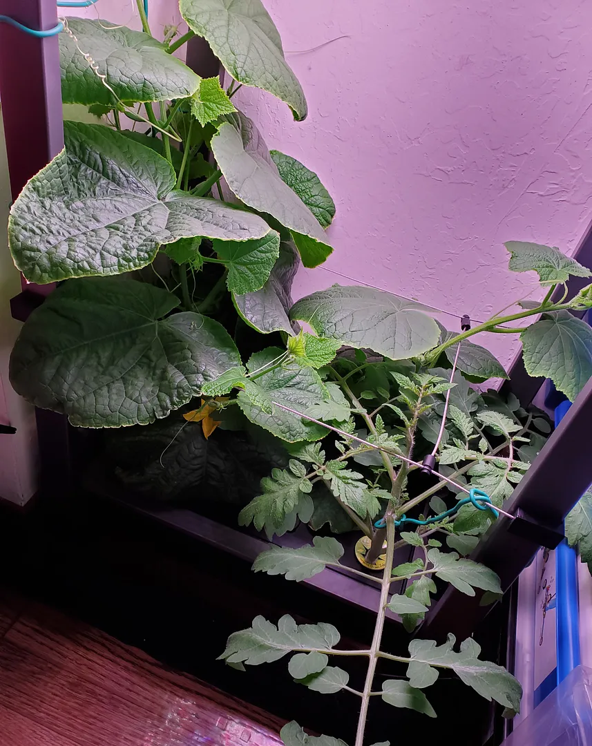 Update #7: The Mini Munch cuke has flowers! They were hiding under the leaves. The blooms are nearly 2-1/2" across, which w…