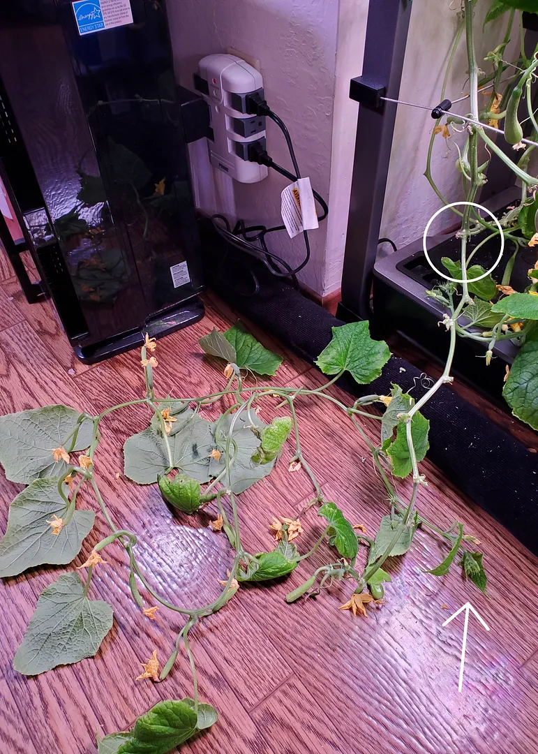 Update #15: This morning, after finding another big, fat cuke, I decided to figure out exactly how the Mini Munch vine grows…