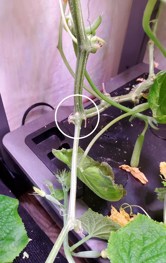 Update #15: This morning, after finding another big, fat cuke, I decided to figure out exactly how the Mini Munch vine grows…
