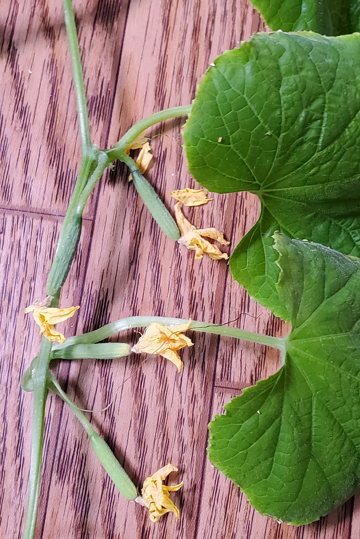 Update #16: This 6-foot branch was removed to improve air circulation, and for study. The branch has a few blossoms that are…