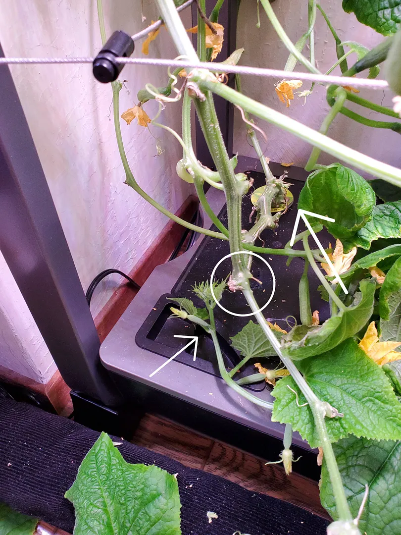 Mini Munch Cucumber with Lemon Cucumber and Green Zebra Tomato in a Farm 12XL