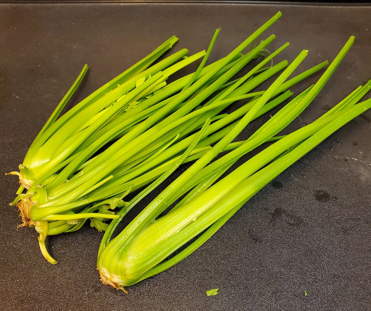 Update #5: Day 70 Ended the Celery Project on 9/25/22, because I've learned what I can from this particular garden. Clearly…