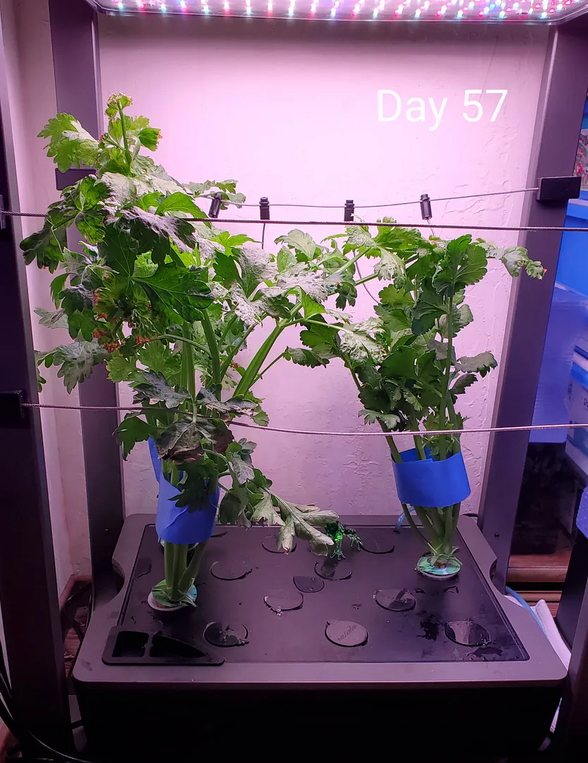 Update #4: One of my celery plants (Tango on lower right) didn't make it. The others are slender but growing okay despite t…