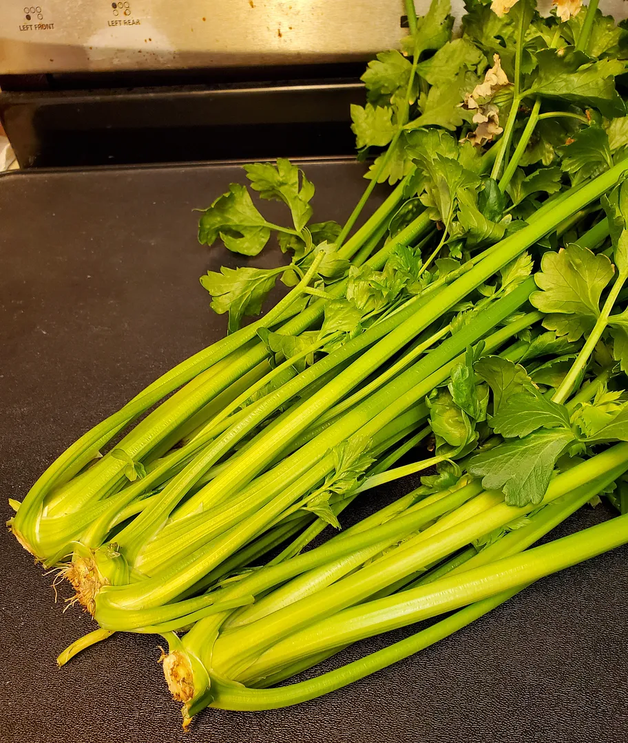 Update #5: Day 70 Ended the Celery Project on 9/25/22, because I've learned what I can from this particular garden. Clearly…