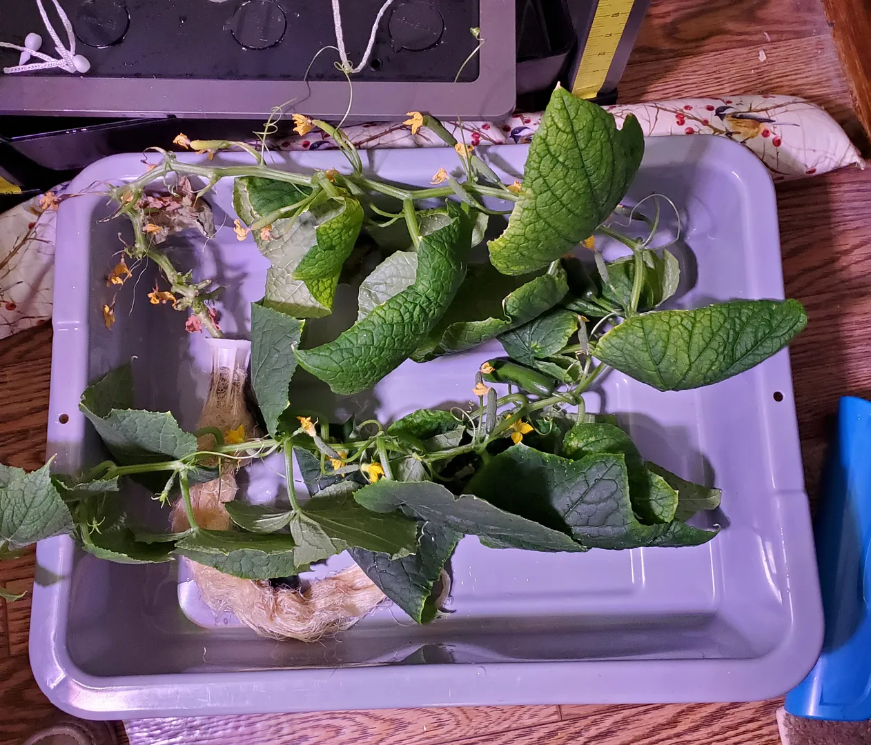 Update #2: At 52 days, I terminated the right-hand AG cuke, even though it was fruiting. It wasn't as prolific as the other…