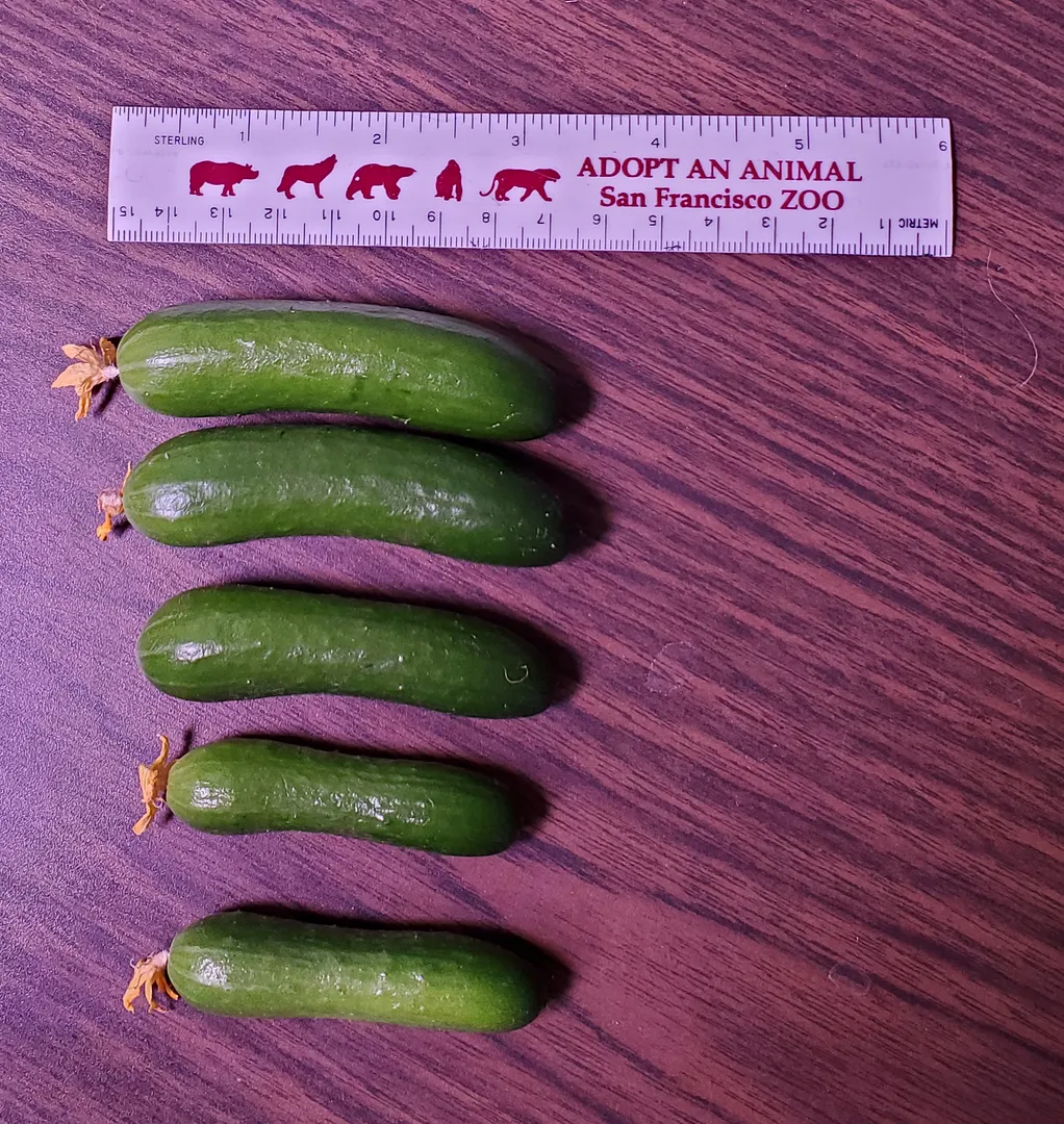 Update #2: At 52 days, I terminated the right-hand AG cuke, even though it was fruiting. It wasn't as prolific as the other…