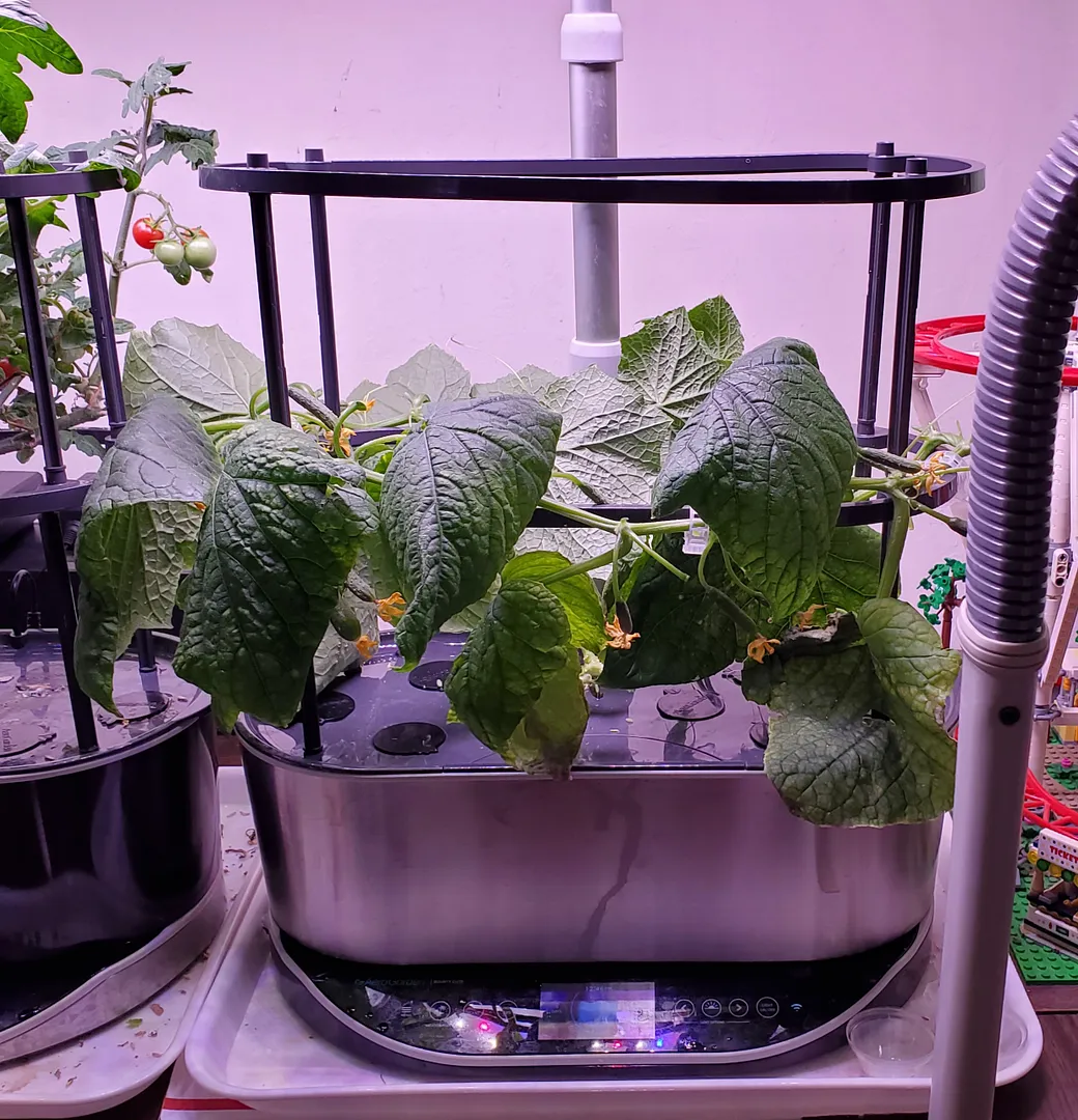 Update #2: At 52 days, I terminated the right-hand AG cuke, even though it was fruiting. It wasn't as prolific as the other…