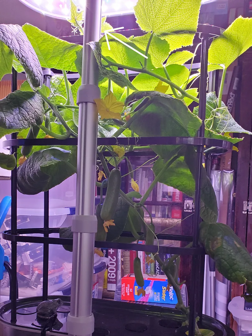 Update #6: This is Day 42, and there are two 3" cukes that we'll have with dinner tonight! There are more cukes coming, too…